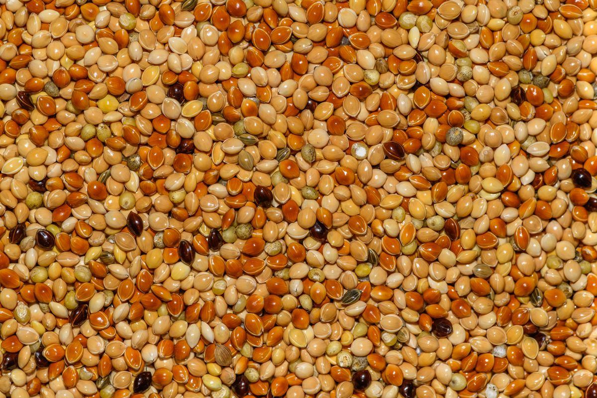 Birdseed Sensory Bin