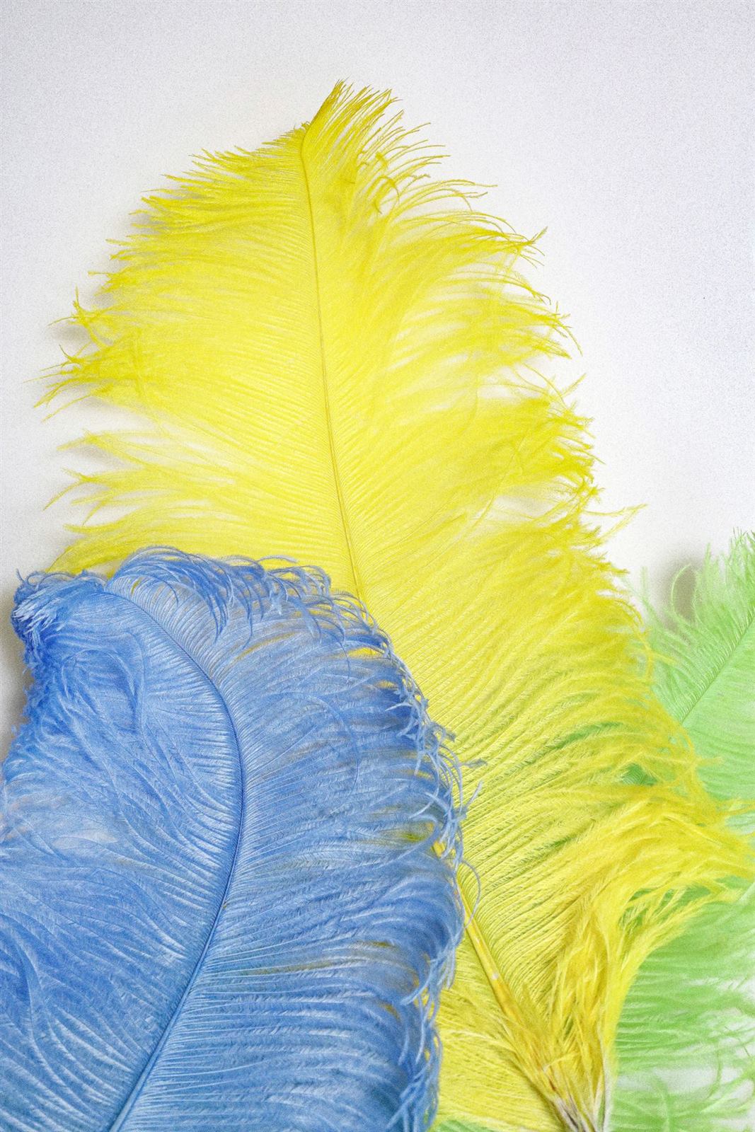 Giant Cardboard Feathers